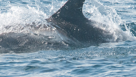 white-beaked20martin20north20cetacean%2520project%5B2%5D.jpg.jpg