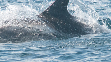 white-beaked20martin20north20cetacean%2520project%5B2%5D.jpg.jpg
